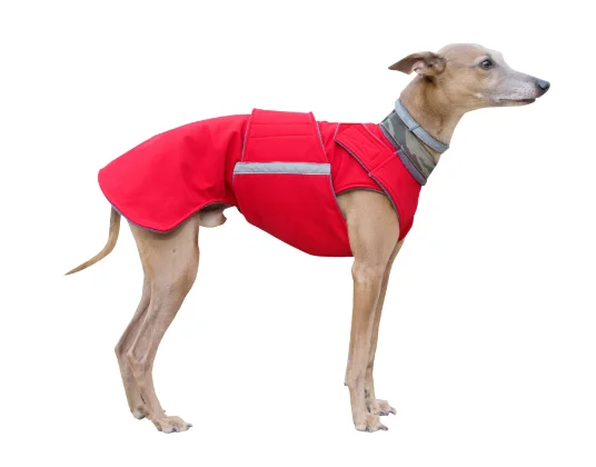 WHIPPET DOG RAINCOAT / MADE TO ORDER